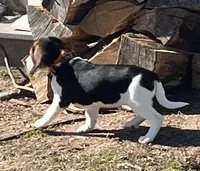 Male Orange, a male Beagle for sale in Le Roy, NY – Photo 6 of 9