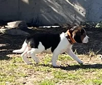 Male Orange, a male Beagle for sale in Le Roy, NY – Photo 3 of 9