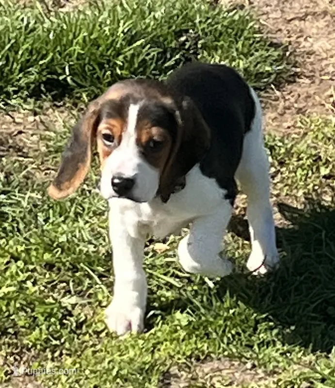 Male Orange – Beagle puppy for sale in Le Roy, NY