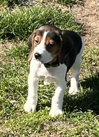 Male Orange, a male Beagle for sale in Le Roy, NY – Photo 7 of 9