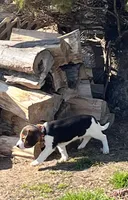 Male Orange, a male Beagle for sale in Le Roy, NY – Photo 9 of 9