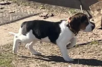 Male Orange, a male Beagle for sale in Le Roy, NY – Photo 4 of 9