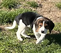 Male Orange, a male Beagle for sale in Le Roy, NY – Photo 8 of 9