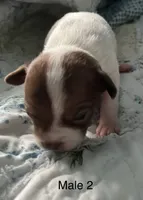 Male 2, a male Chiweenie for sale in Le Roy, NY – 8 of 9