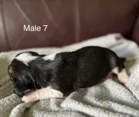 Male 7, a male Beagle for sale in Le Roy, NY – 4 of 6