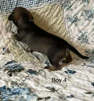 Male 4, a male Chiweenie for sale in Le Roy, NY – 2 of 9