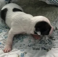 Male 3, a male Chiweenie for sale in Le Roy, NY – 8 of 8