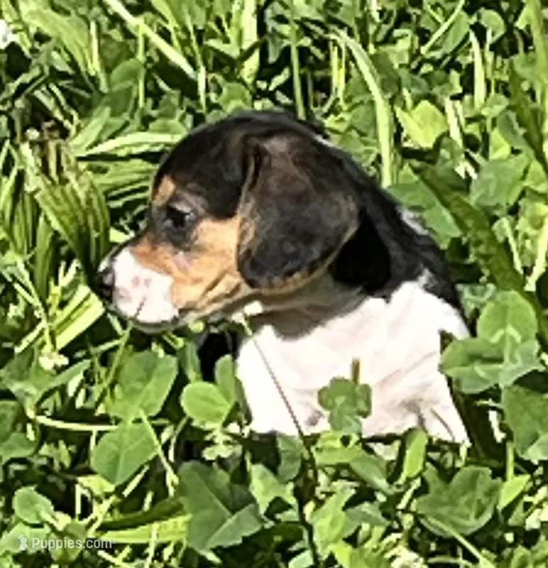 Male 1 – Beagle puppy for sale in Le Roy, NY