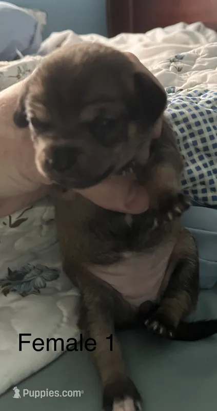 Female 1 – Chihuahua, Chiweenie puppy for sale in Le Roy, NY