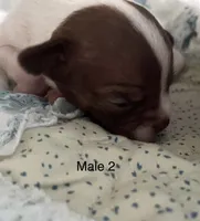 Male 2, a male Chiweenie for sale in Le Roy, NY – 5 of 9
