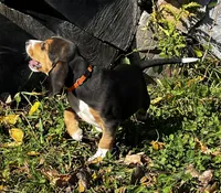 Faith orange, a male Beagle for sale in Le Roy, NY – 3 of 10