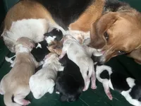 Males and females, a male Beagle for sale in Le Roy, NY – Photo 2 of 2