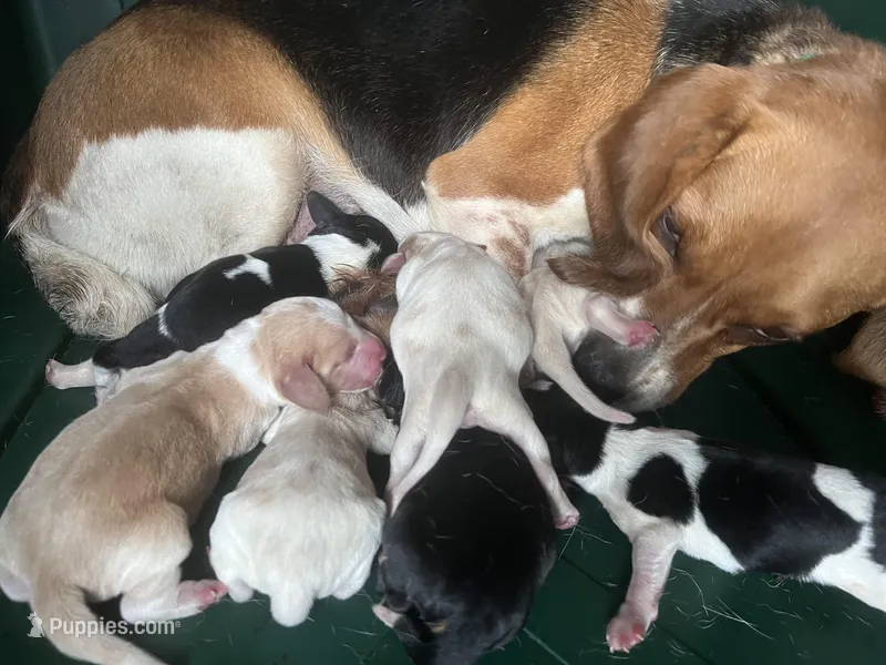 Males and females, a male Beagle for sale in Le Roy, NY – Photo 1 of 2