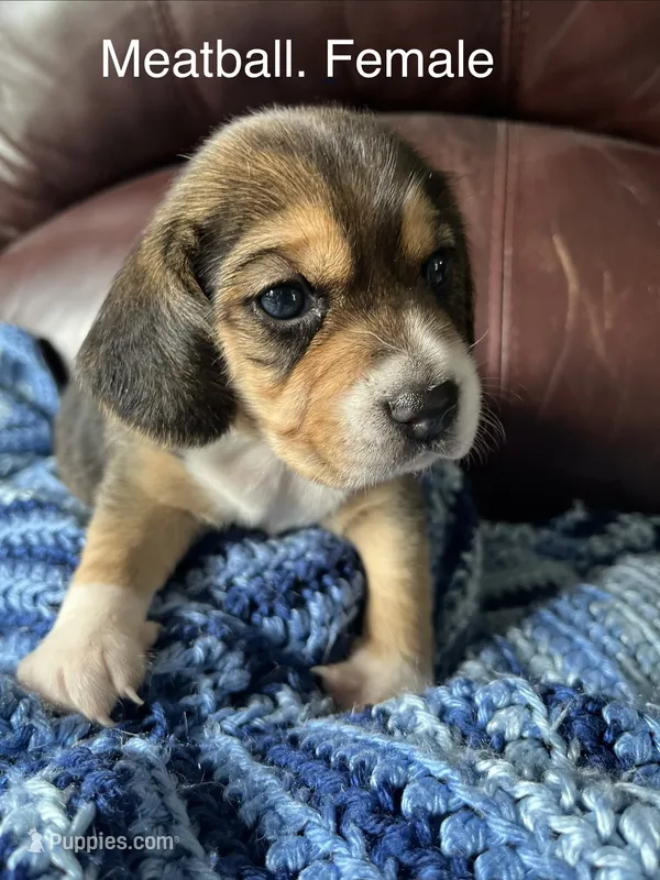 Meatball – Beagle puppy for sale in Le Roy, NY