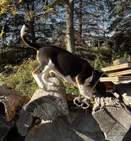 Faith spots, a male Beagle for sale in Le Roy, NY – 4 of 10