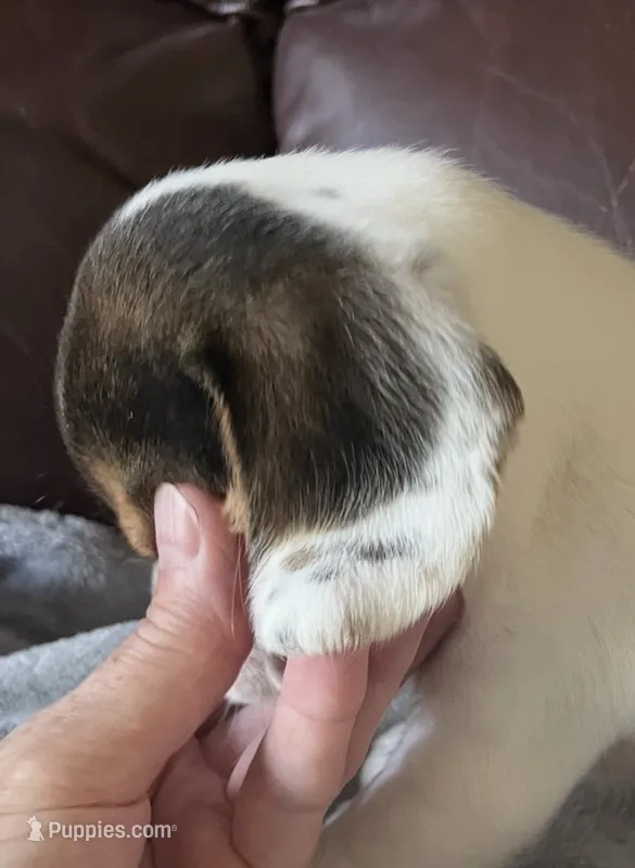 Angel male – Beagle puppy for sale in Le Roy, NY