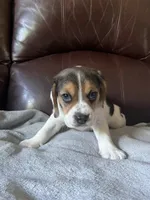 Angel male, a male Beagle for sale in Le Roy, NY – 3 of 10