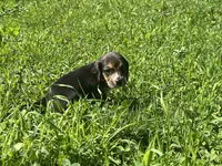 Female 1, a female Beagle for sale in Le Roy, NY – 4 of 9