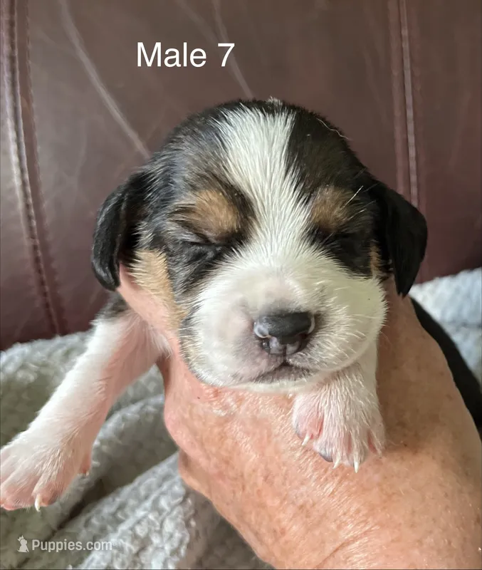 Male 7 – Beagle puppy for sale in Le Roy, NY