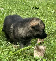 Male Shilo/Germam, a male German Shepherd Dog for sale in Le Roy, NY – 8 of 10