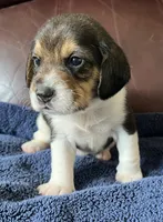 Male 1, a male Beagle for sale in Le Roy, NY – 3 of 10