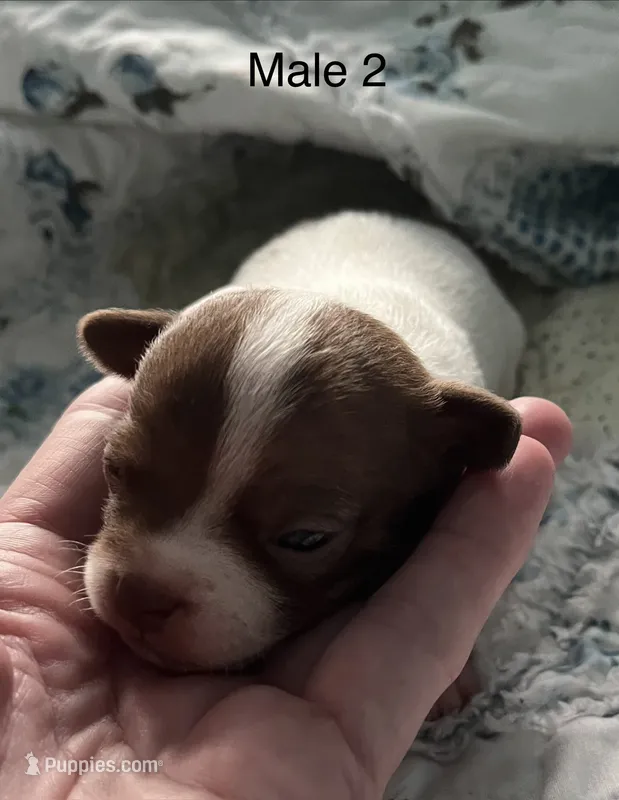 Male 2 – Chiweenie puppy for sale in Le Roy, NY
