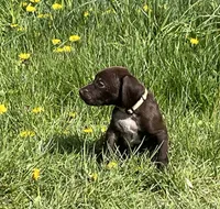 Female liver bc, a female German Shorthaired Pointer for sale in Le Roy, NY – Photo 3 of 10