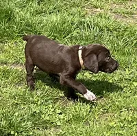 Female liver bc, a female German Shorthaired Pointer for sale in Le Roy, NY – Photo 2 of 10