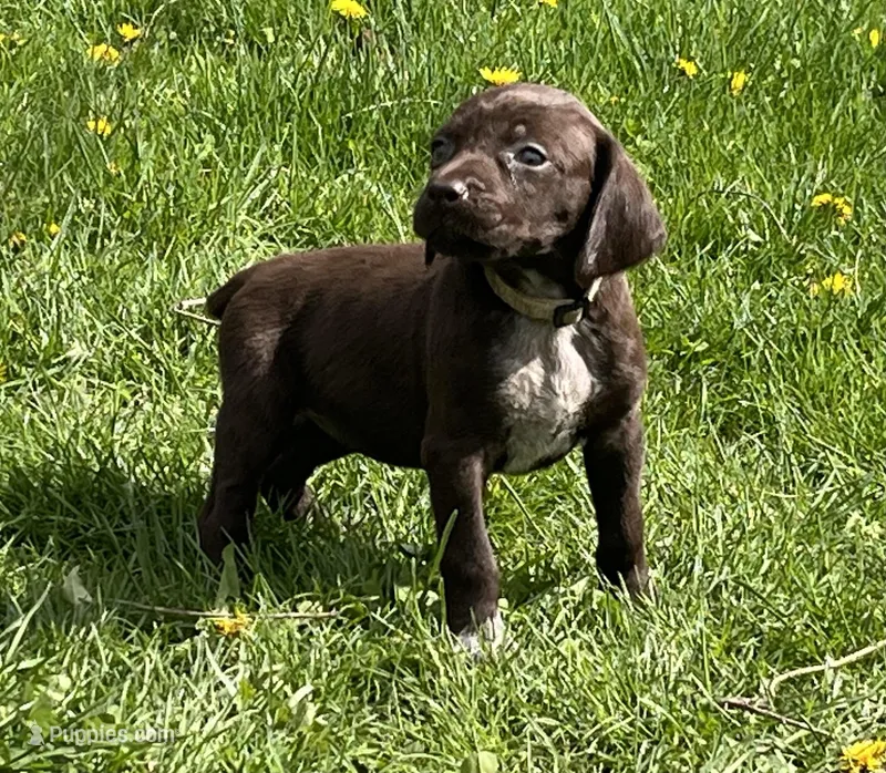 Female liver bc – German Shorthaired Pointer puppy for sale in Le Roy, NY