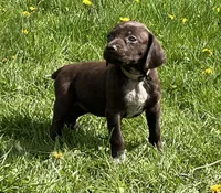Female liver bc, a female German Shorthaired Pointer for sale in Le Roy, NY – Photo 1 of 10