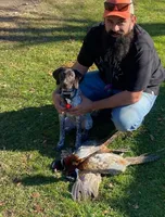 Female liver bc, a female German Shorthaired Pointer for sale in Le Roy, NY – Photo 10 of 10