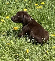 Female liver bc, a female German Shorthaired Pointer for sale in Le Roy, NY – Photo 4 of 10