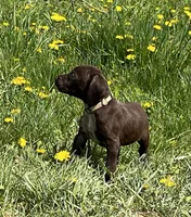 Female liver bc, a female German Shorthaired Pointer for sale in Le Roy, NY – Photo 5 of 10