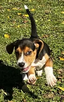 Faith Black, a male Beagle for sale in Le Roy, NY – 4 of 10