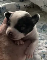 Male 3, a male Chiweenie for sale in Le Roy, NY – 1 of 8