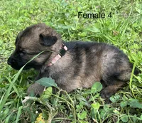 Female 4, a female German Shepherd Dog for sale in Le Roy, NY – 4 of 9