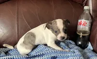 Male 3, a male Chiweenie for sale in Le Roy, NY – 5 of 9