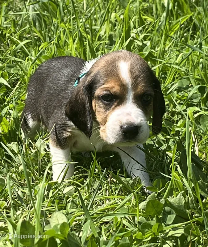Male 7 – Beagle puppy for sale in Le Roy, NY