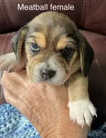 Meatball, a female Beagle for sale in Le Roy, NY – 4 of 5