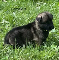 Female 3, a female German Shepherd Dog for sale in Le Roy, NY – 8 of 9