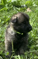 Female 3, a female German Shepherd Dog for sale in Le Roy, NY – 6 of 9