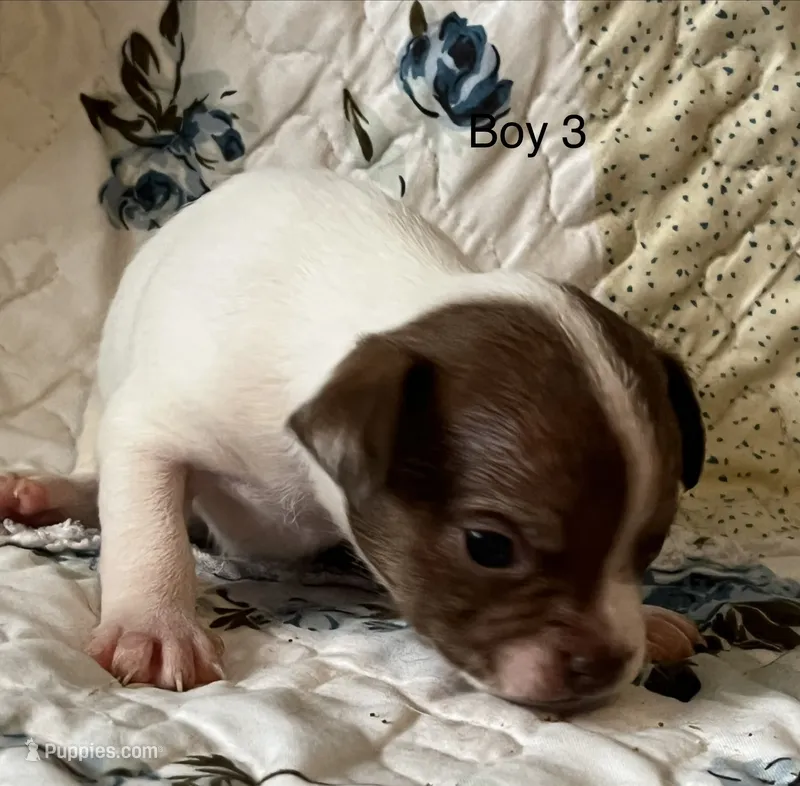 Male 3 – Chiweenie puppy for sale in Le Roy, NY