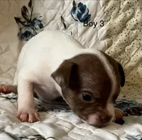 Male 3, a male Chiweenie for sale in Le Roy, NY – 1 of 9