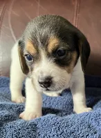 Checkers, a female Beagle for sale in Le Roy, NY – 3 of 6