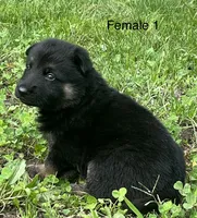 Female 1, a female German Shepherd Dog for sale in Le Roy, NY – 3 of 10