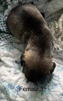 Female 1, a male Chihuahua and Chiweenie for sale in Le Roy, NY – 3 of 8