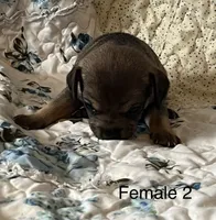 Female 2, a male Chiweenie for sale in Le Roy, NY – 6 of 8