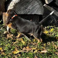 Faith orange, a male Beagle for sale in Le Roy, NY – 6 of 10
