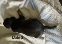 Male 3, a male Beagle for sale in Le Roy, NY – 2 of 5