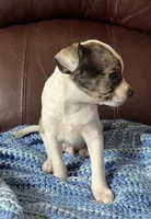 Male 3, a male Chiweenie for sale in Le Roy, NY – 8 of 9